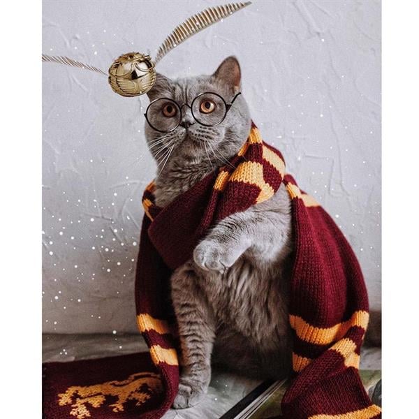 Sayılarla Boyama Seti Atkılı Kedi