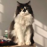 Sayılarla Boyama Seti Cool Kedi
