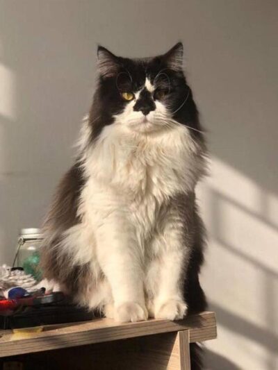 Sayılarla Boyama Seti Cool Kedi