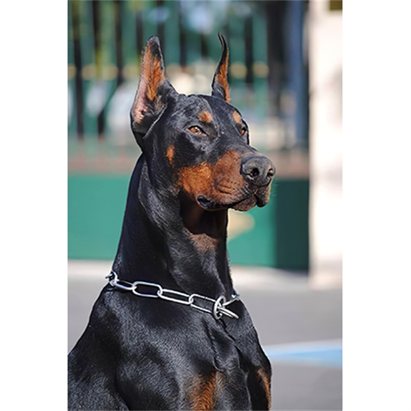 Sayılarla Boyama Seti Doberman