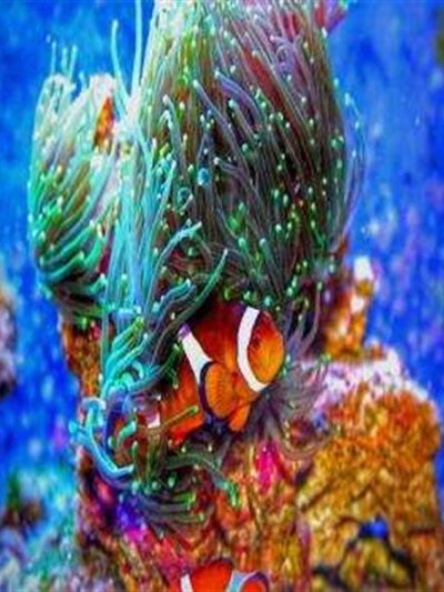 Sayılarla Boyama Seti Kayıp Balık Nemo