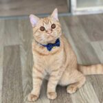 Sayılarla Boyama Seti Süslü Kedi