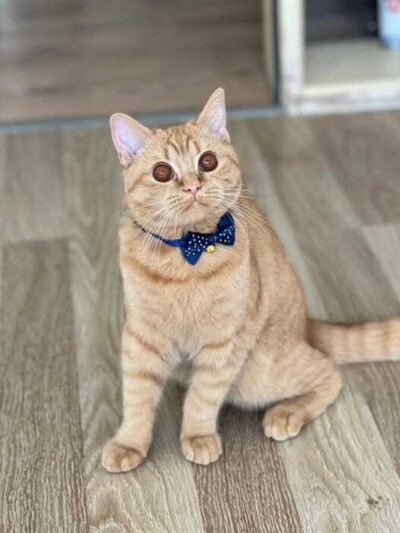 Sayılarla Boyama Seti Süslü Kedi